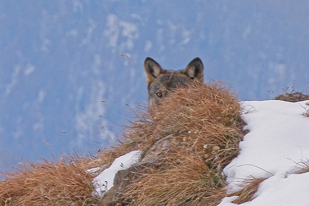 Wolf beobachtet